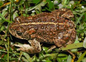 Natterjack Toads - Formby Nature Reserve