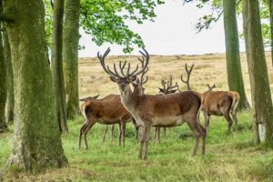 Deer Park Lyme Hall
