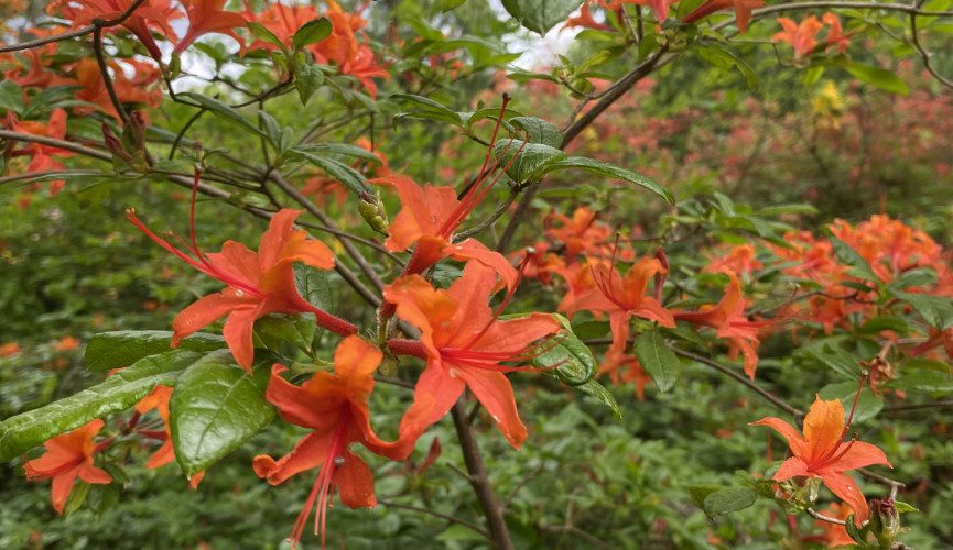 Azalea Tatton Park