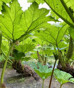 Gunnera Tatton Park